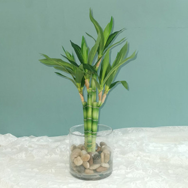Snake Plant - Mới 40Cm RFtificial May Mắn Tre