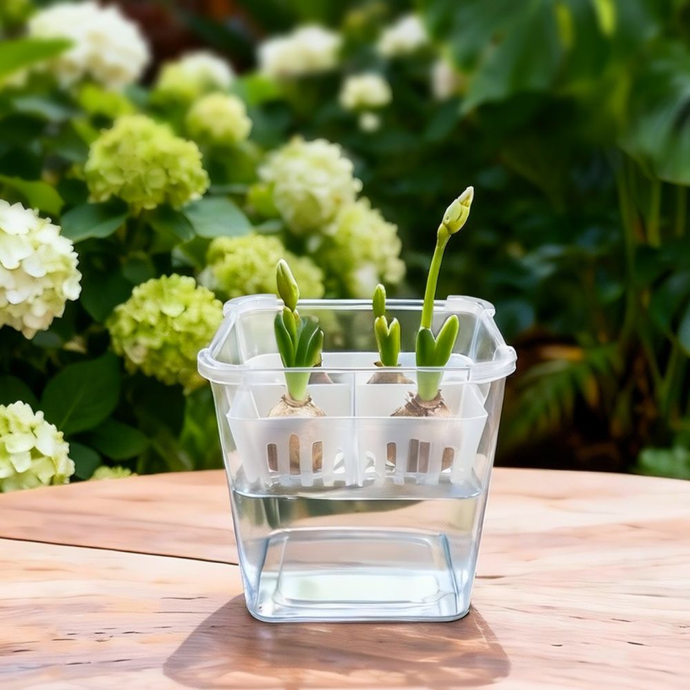 Hydroponic Vase For Tulip Lily - đánh giá và giá Indoor Plants